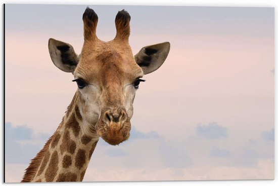Dibond - Giraffe Hoofd - 60x40cm Foto op Aluminium (Wanddecoratie van metaal)