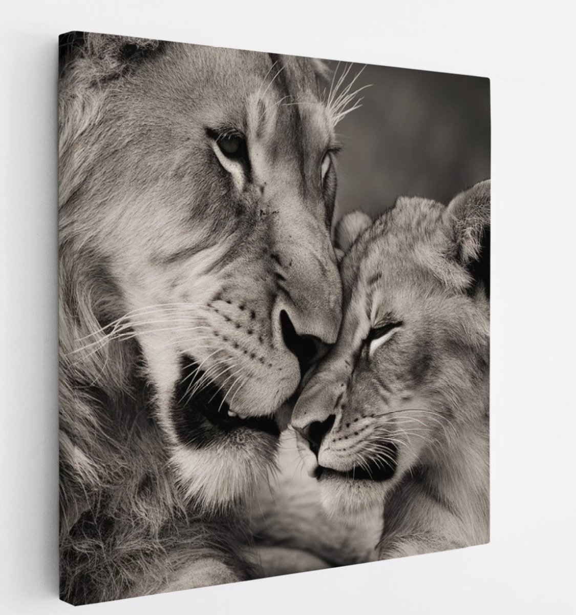 Saammp Canvas Schilderij - Leeuw met welp - Liefde - Landschap - Dieren - Natuur - 40x40 - Foto op canvas - Wanddecoratie - Muurdecoratie Woonkamer - Slaapkamer decoratie - Canvas Print Multicolor