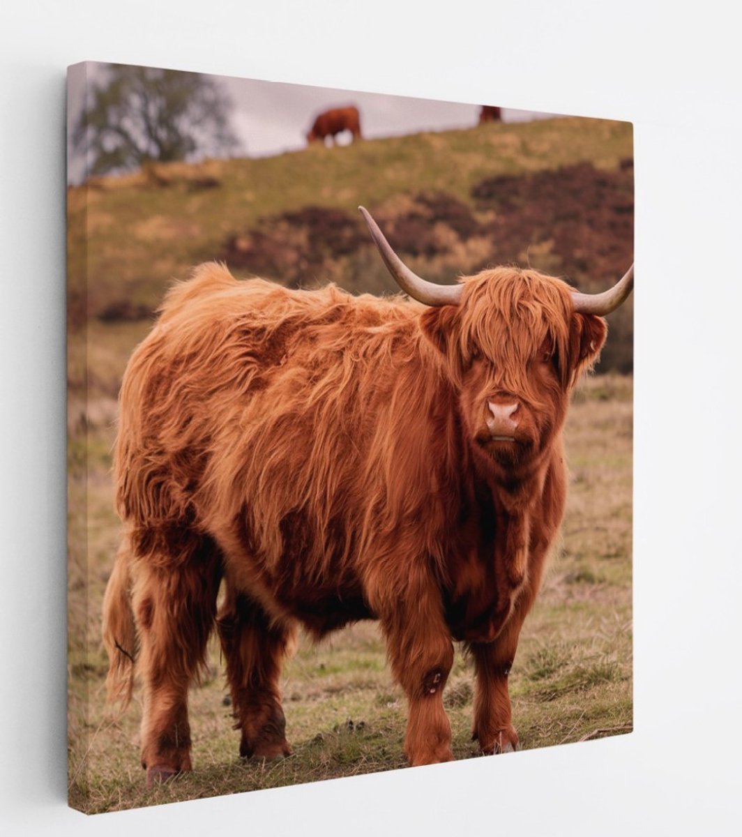 Saammp Canvas Schilderij - Schotse Hooglander Koe bij een meer - Dieren - Natuur - 40x40 - Foto op canvas - Wanddecoratie - muurdecoratie Woonkamer - Slaapkamer decoratie - Canvas Print Multicolor