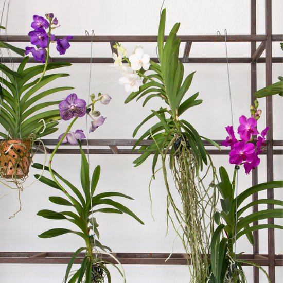 PFLANZENFREUND Vanda New Blue Tropische Orchidee Ca. 55-65cm