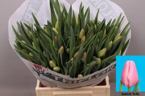 DutchFlowers - Boeket - 50x Tulipa sweet telle 40cm | bol