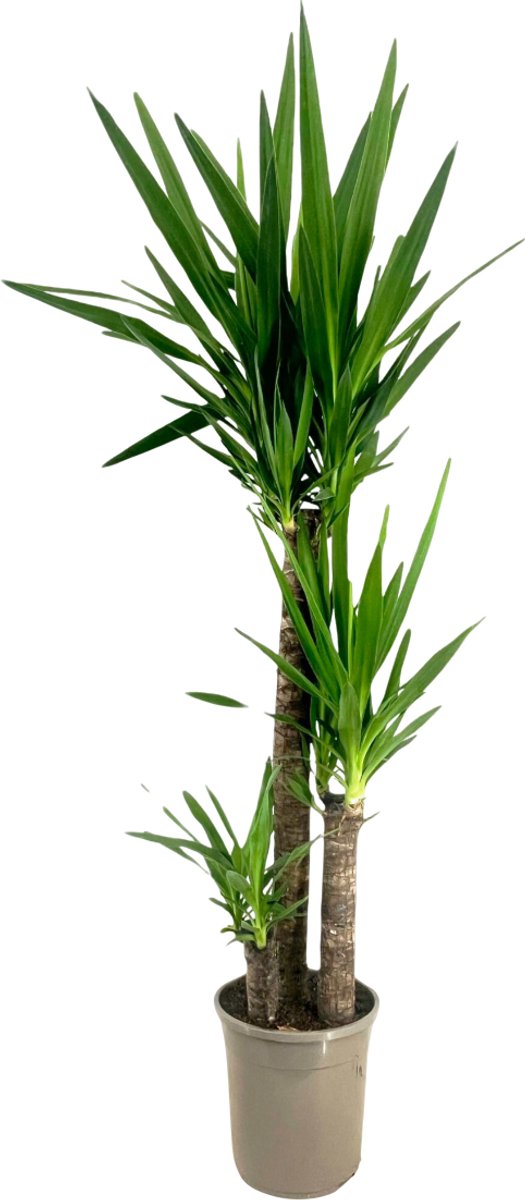 Plant in a Box - Palmlelie - Yucca elephantipes - Hoogte 130-140cm - ⌀24cm