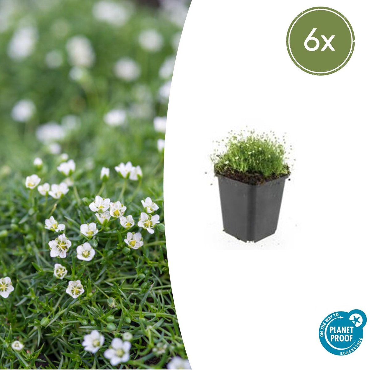 Tuinplantenshop.com | Sagina subulata | 6 stuks - Ø9cm - 10-25cm hoog - Tuinplant