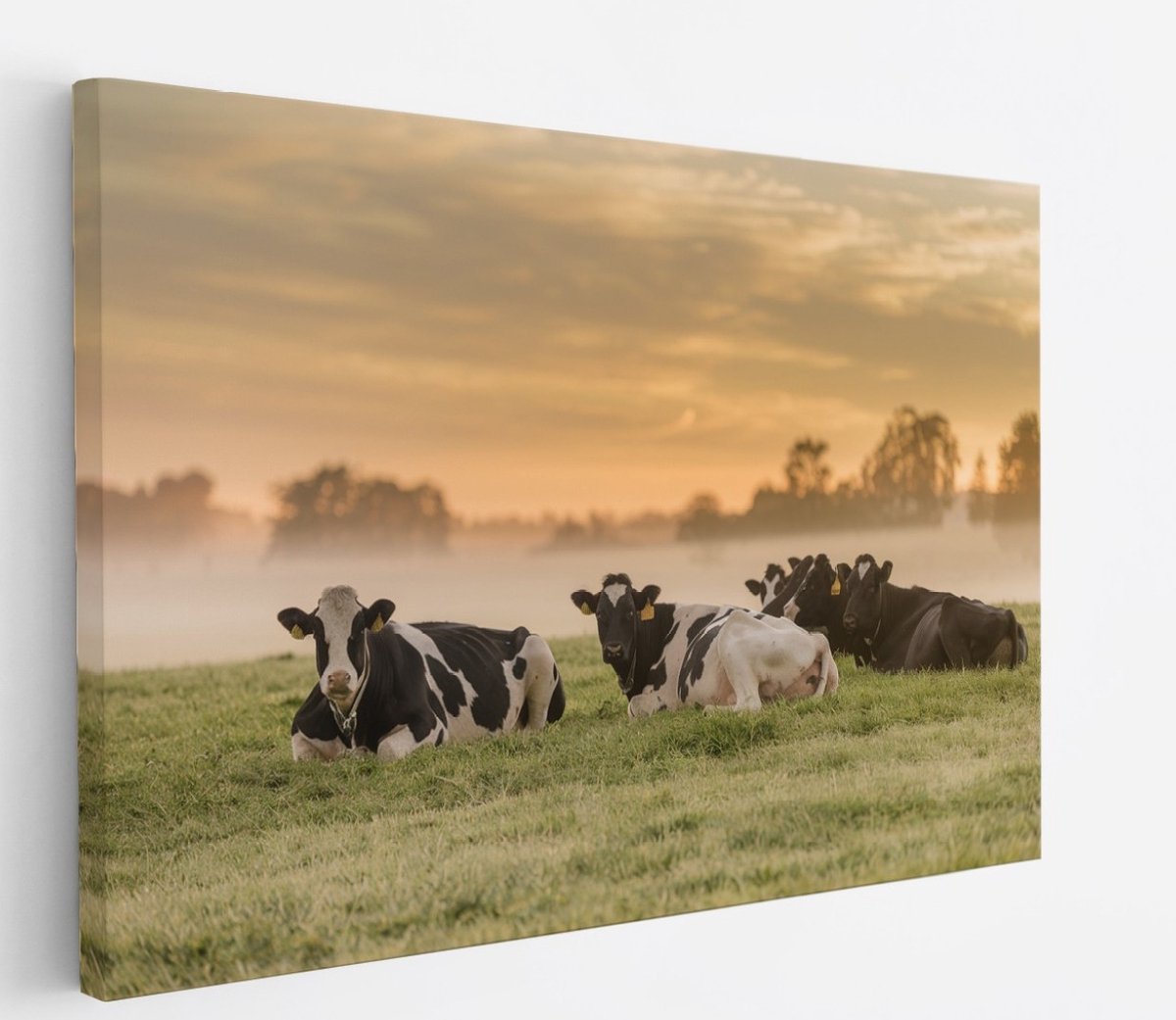 Saammp Canvas Schilderij - Groep koeien in de mist - Nederland - Dieren - 50x40 - Foto op canvas - Wanddecoratie - Muurdecoratie Woonkamer - Slaapkamer decoratie - Canvas Print Multicolor