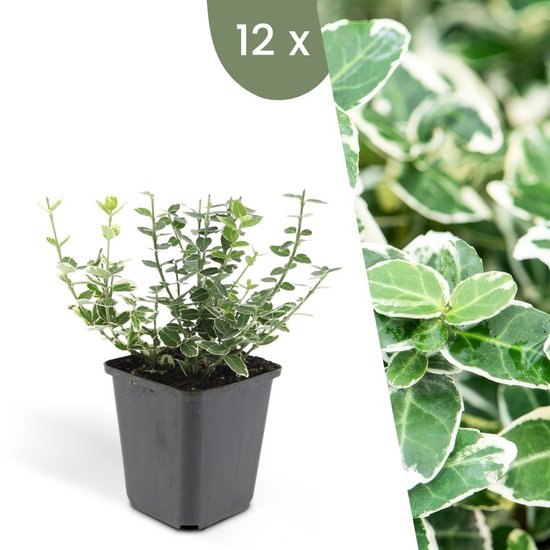 Een jonge plant van de bonte kardinaalsmuts 'Emerald 'n Gaity' in een grijze pot, naast een close-up van het blad.