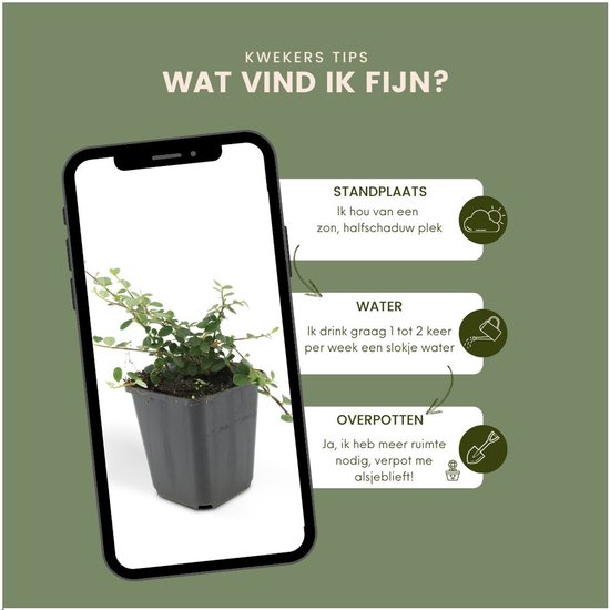 Les plantes de Frank | 60 Plantes de néflier nain | Cotoneaster praecox 'Streib's Findling' | Plantes couvre-sol rustiques | plantes de jardin | Plantes vivaces rustiques vivaces | Plantes de jardin résistantes à l'hiver