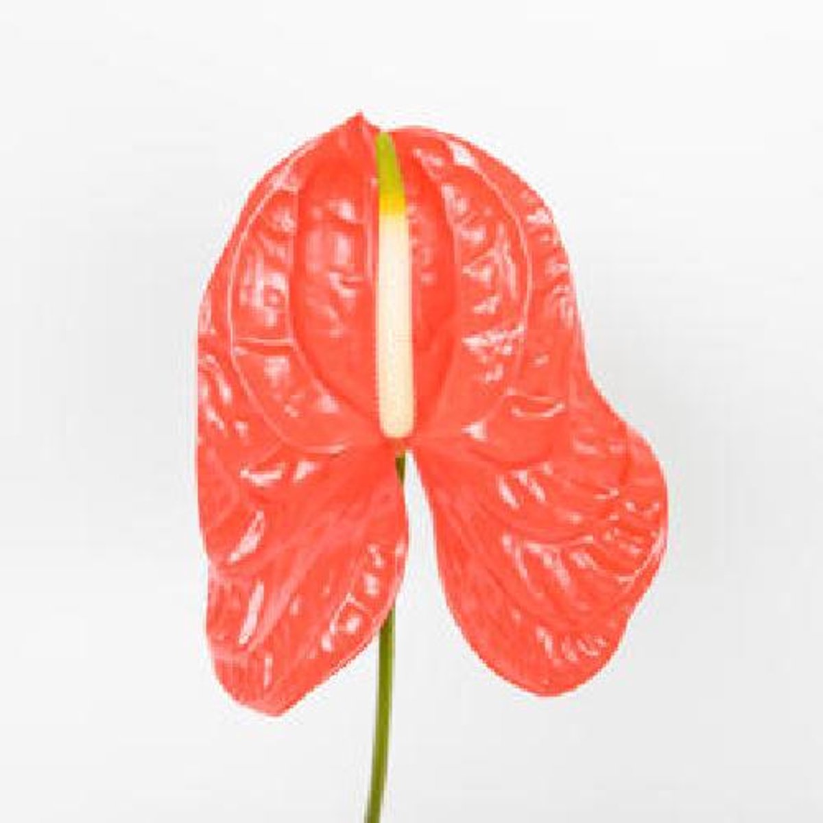 10x Anthurium sun eye 10cm
