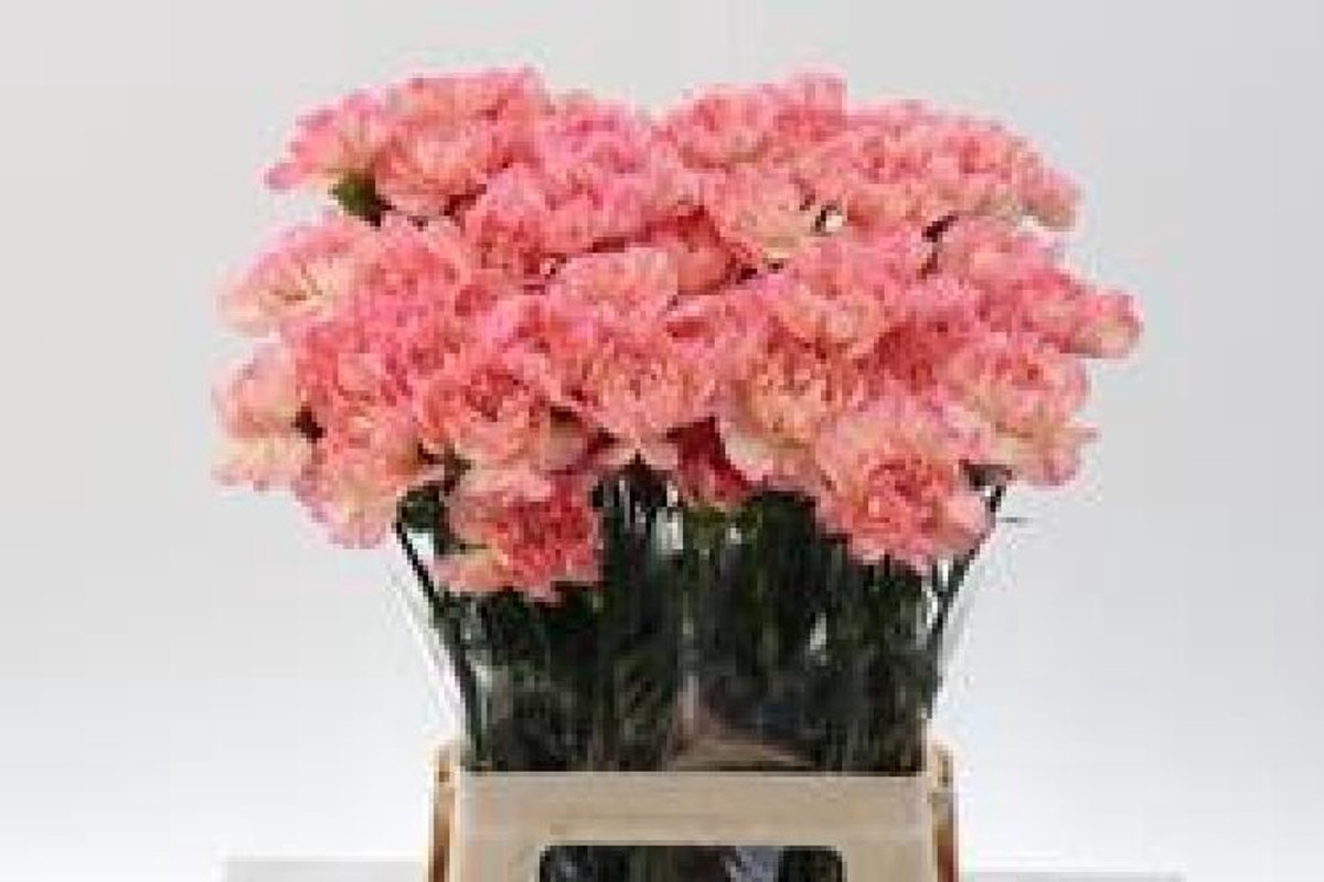 20x Dian.orange minami 60cm