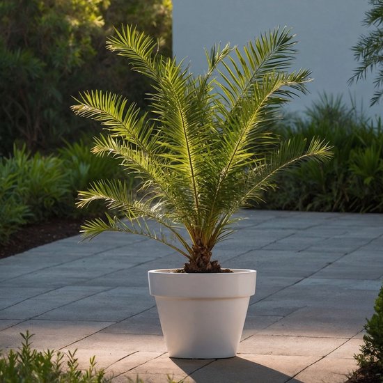 Kleine dadelpalm in een witte pot op een betegeld terras.
