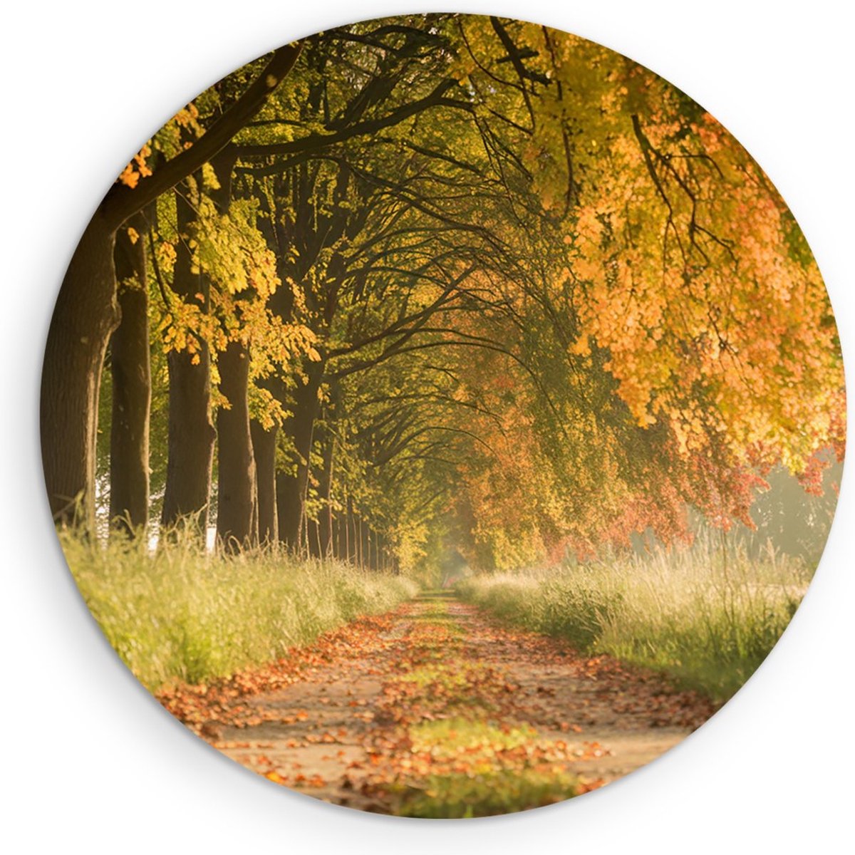 Saammp Muurcirkel Hout - Bospad - Nederland - Landschap - Natuur - Ø 80 - Wandcirkel - Wanddecoratie Cirkel - Muurdecoratie Woonkamer - Slaapkamer decoratie - Rond Schilderij