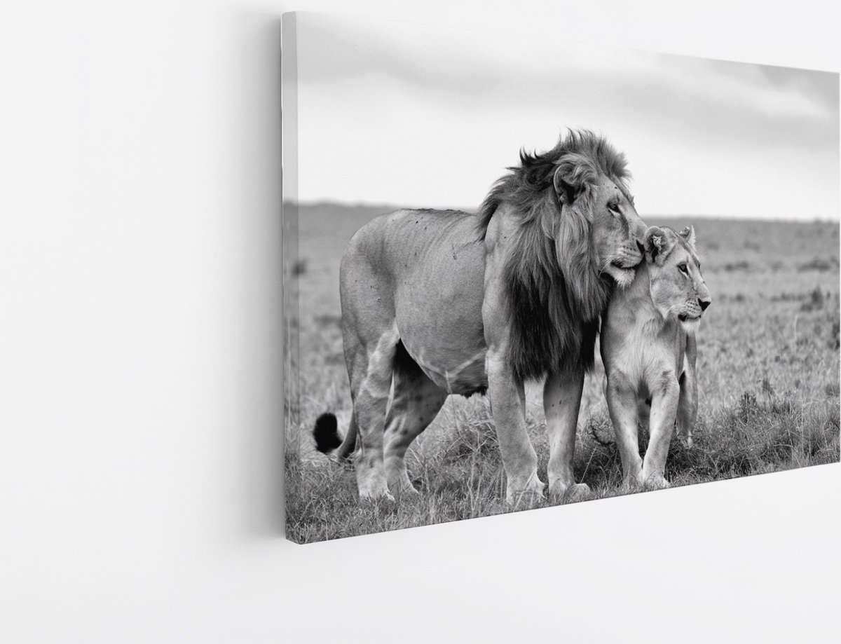Saammp Canvas Schilderij - Leeuwen Koppel - Serangeti - Afrika - Dieren - Natuur - 70x50 - Foto op canvas - Wanddecoratie - Muurdecoratie Woonkamer - Slaapkamer decoratie - Canvas Print Multicolor