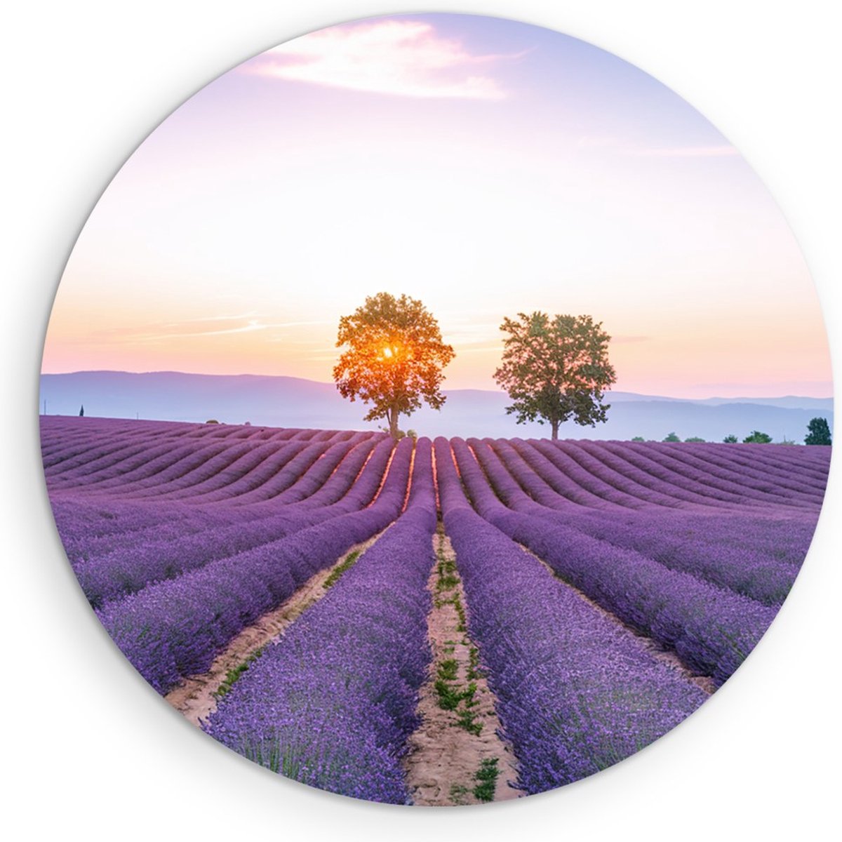 Saammp Muurcirkel Hout - Lavendelveld met de zon tussen de bomen - Natuur - Landschap - Ø 30 - Wandcirkel - Wanddecoratie Cirkel - Muurdecoratie Woonkamer - Slaapkamer decoratie - Rond Schilderij