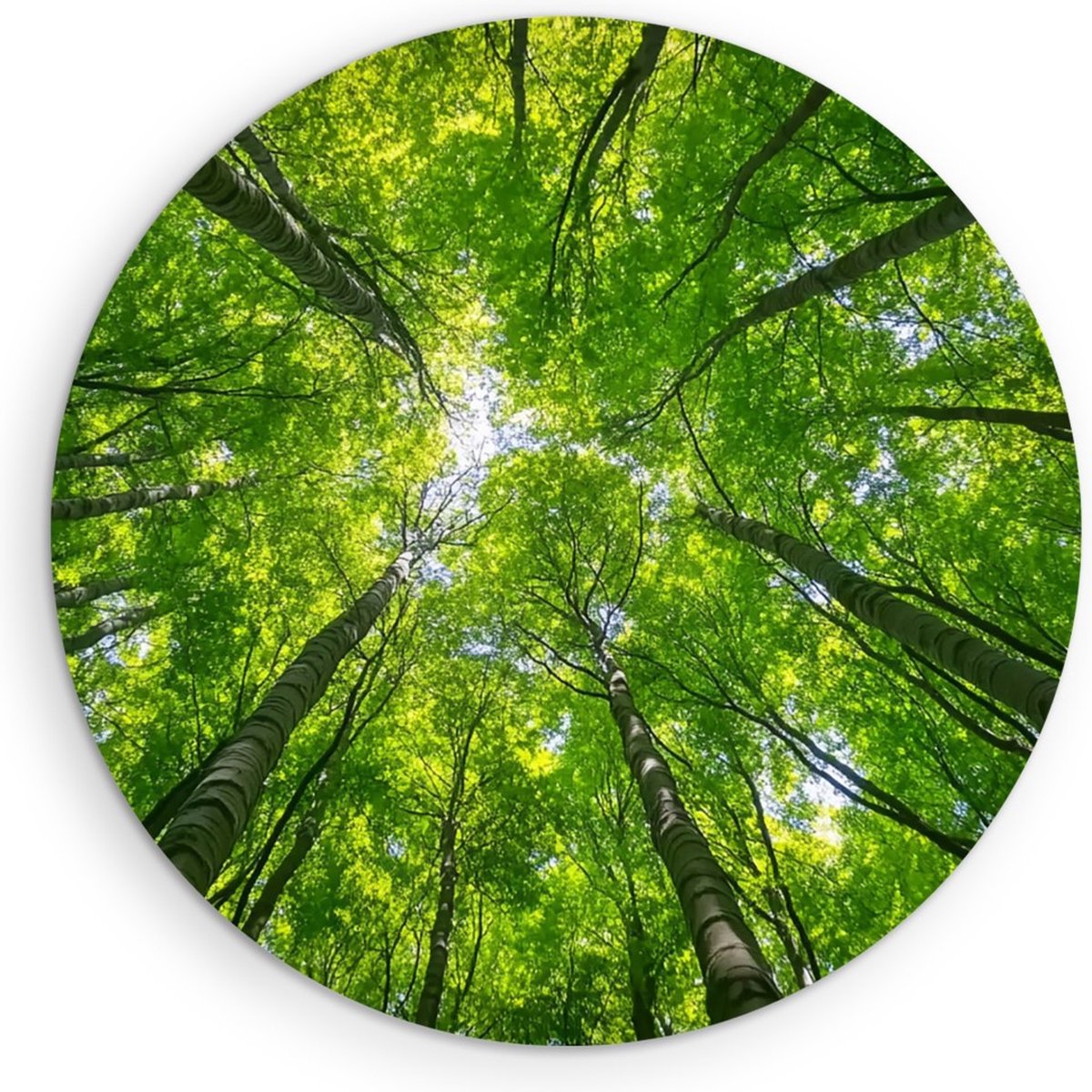 Saammp Forex Muurcirkel - Natuur - hert in zonneschijn - landschappen - Ø 80 - Wandcirkel - Wanddecoratie Cirkel - Muurdecoratie Woonkamer - Slaapkamer decoratie - Rond Schilderij