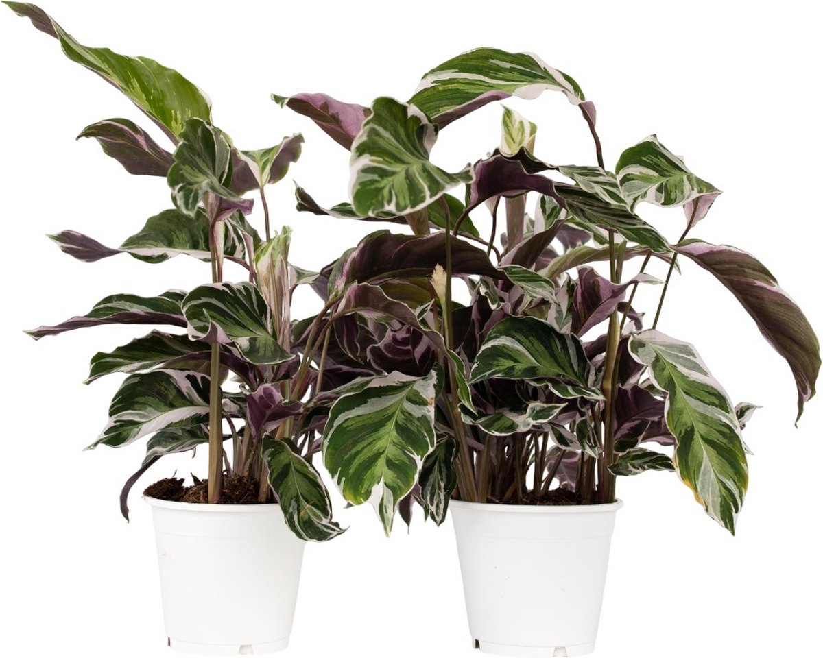 Plant in a Box - Calathea 'Fusion White' - Set van 2 - Luchtzuiverend - Exotische groene kamerplant - Pot 14cm - Hoogte 30-40cm