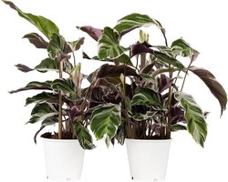 Plant in a Box - Calathea 'Fusion White' - Set van 2 - Luchtzuiverend - Exotische groene kamerplant - Pot 14cm - Hoogte 30-40cm
