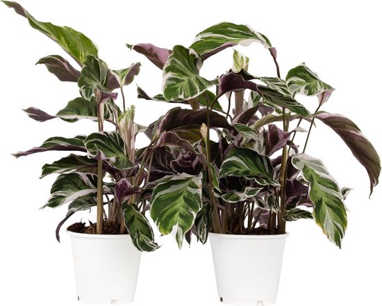 Plant in a Box - Calathea 'Fusion White' - Set van 2 - Luchtzuiverend - Exotische groene kamerplant - Pot 14cm - Hoogte 30-40cm