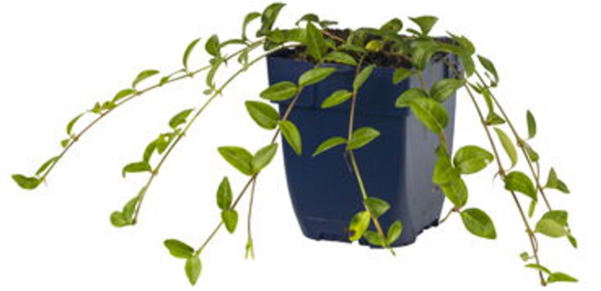 Griffioen - Vinca minor