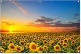Tuinposter bloemen - Tuindecoratie zonnebloem geel - 120x80 cm - Tuinschilderij voor buiten - Tuindoek zonsondergang - Wanddecoratie - Schuttingdoek natuur - Balkon decoratie - Muurdecoratie bloemenveld - Buitenschilderijen voor in de tuin