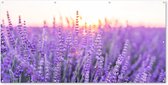 Schuttingposter Lavendel - Close-up - Paars - Bloemen - 200x100 cm - Tuindoek