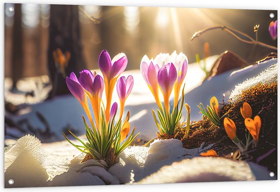 Tuinposter – Zonnestralen op Bloeiende Krokusbloemen op Koude Ochtend - 120x80 cm Foto op Tuinposter (wanddecoratie voor buiten en binnen)