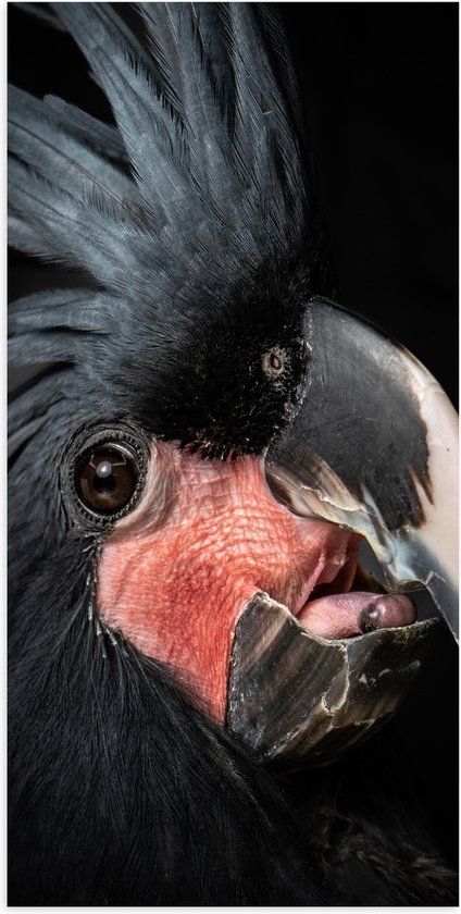 Poster (Mat) - Zwartkleurige Kaketoe Vogel tegen Zwarte Achtergrond - 50x100 cm Foto op Posterpapier met een Matte look