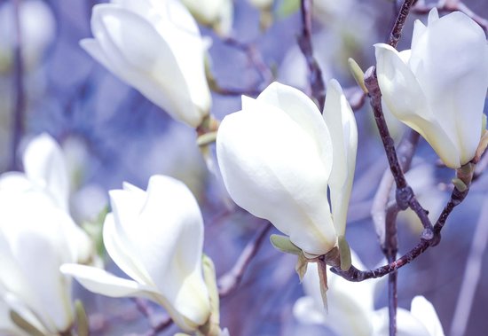 Papier peint photo Fleurs Magnolia Nature | XXXL - 416 cm x 254 cm | Polaire 130g / m2
