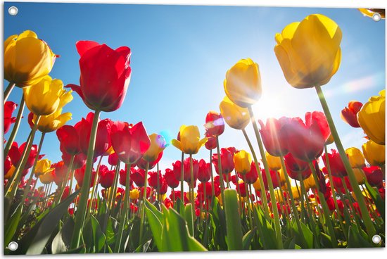 Tuinposter – Zonnestralen Vallend op Bloemenveld Vol Rode en Gele Bloemen - 90x60 cm Foto op Tuinposter (wanddecoratie voor buiten en binnen)