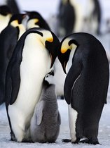 Fotobehang Animals Penguin | XXL - 206cm x 275cm | 130g/m2 Vlies