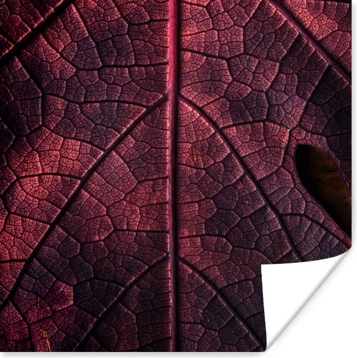 Poster Abstract - Rood - Bladeren - Plant - 50x50 cm