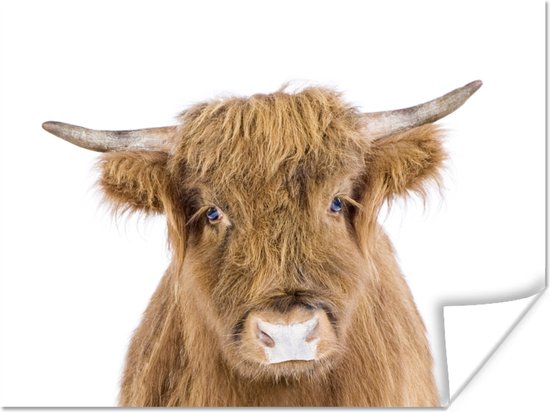 Highlander écossais - Animaux - Marron - Nature