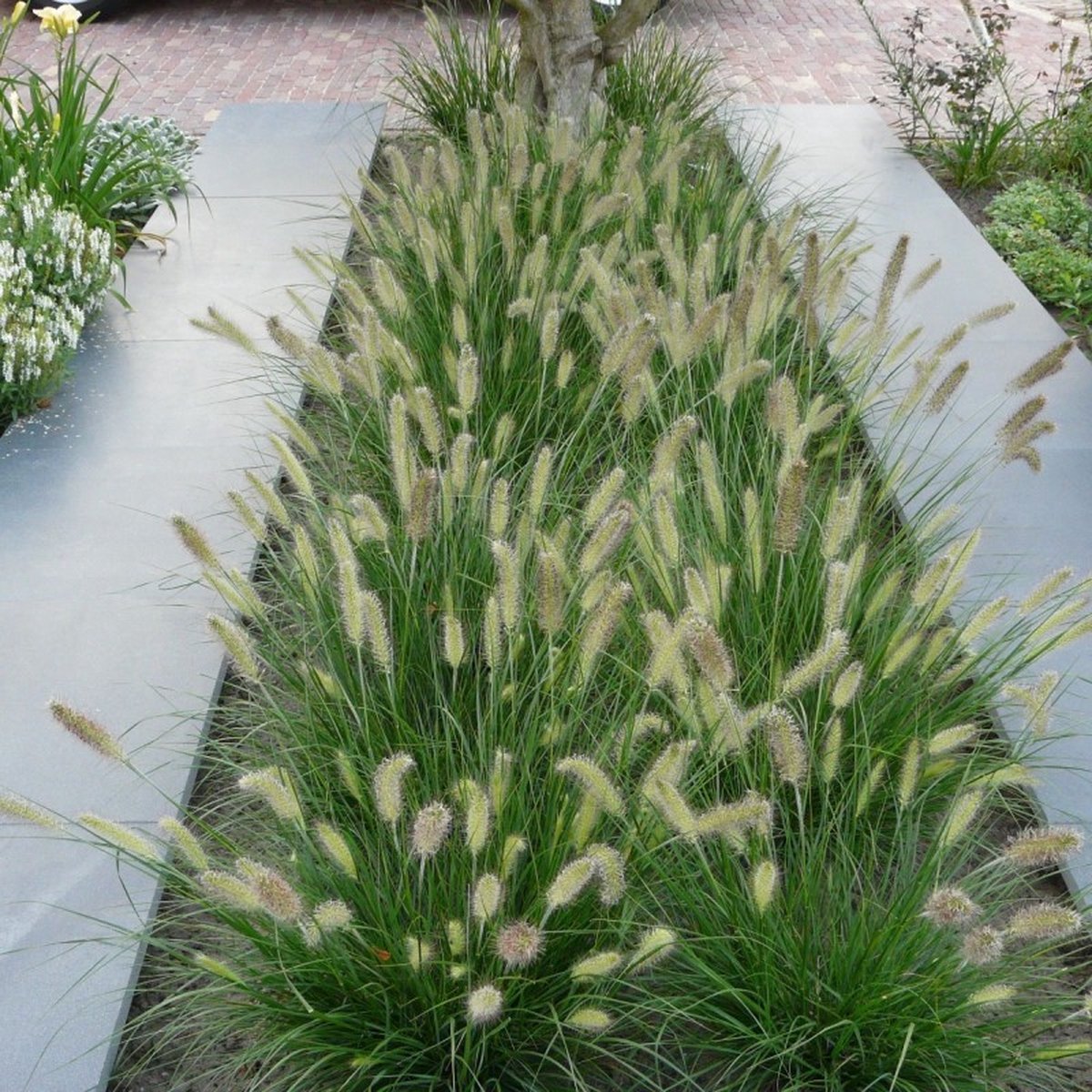 6-x-lampenpoetsersgras-litte-bunny-winterhard-siergras-pennisetum