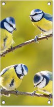 Tuinposter vogels - Tuindecoratie pimpelmees - 30x60 cm - Wanddecoratie voor buiten - Schutting decoratie natuur - Buitenposter - Schuttingdoek - Tuindoeken - Tuinversiering - Tuin doek - Balkon poster