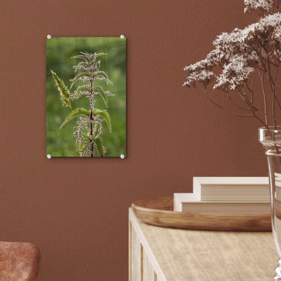 Une ortie en fleur Plexiglas 20x30 cm - petit - Tirage photo sur Glas (décoration murale en plexiglas)
