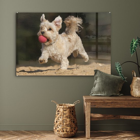 Un chien maltais avec une boule rouge en plexiglas 120x80 cm - Tirage photo sur Glas (décoration murale en plexiglas)
