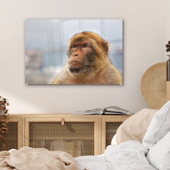 Portrait de macaque de barbarie Glas 60x40 cm - Tirage photo sur Glas (décoration murale en plexiglas)