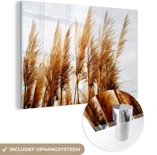 MuchoWow® Glasschilderij 90x60 cm - Schilderij acrylglas - Pampasgras - Zon - Gras - Foto op glas - Schilderijen