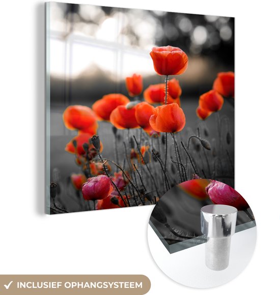 MuchoWow® Glasschilderij 20x20 cm - Schilderij acrylglas - Rode Klaprozen tegen zwarte met witte achtergrond - Foto op glas - Schilderijen