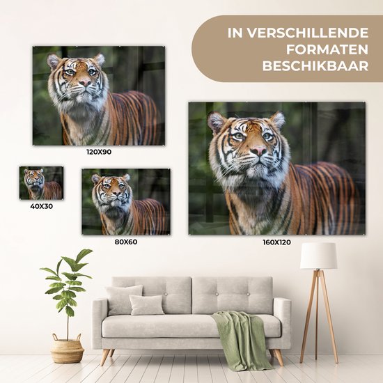 Portrait de tigre de Sumatra sur Glas 60x40 cm - Tirage photo sur Glas (décoration murale en plexiglas)