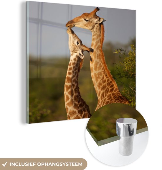 Glasschilderij - Giraf - Boom - Kalf - Portret - Plexiglas Schilderijen