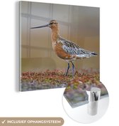 MuchoWow® Glasschilderij 20x20 cm - Schilderij acrylglas - Rosse grutto op een bloeiende ondergrond - Foto op glas - Schilderijen