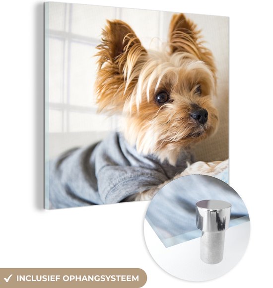 MuchoWow® Glasschilderij 20x20 cm - Schilderij acrylglas - Yorkshire Terrier met een truitje aan - Foto op glas - Schilderijen