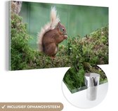 MuchoWow® Peinture sur Verre - Écureuil - Forêt - Mousse - 80x40 cm - Peintures sur Verre Acrylique - Photo sur Glas