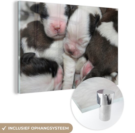 MuchoWow® Glasschilderij - Net geboren Sint Bernard puppies - Acrylglas Schilderijen - Foto op Glas