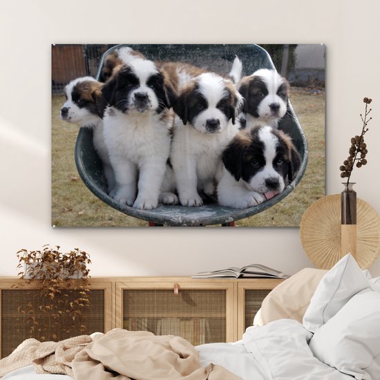 Peinture sur verre - Brouette avec chiots Saint Bernard - 90x60 cm - Peintures sur Verre Peintures - Photo sur Glas