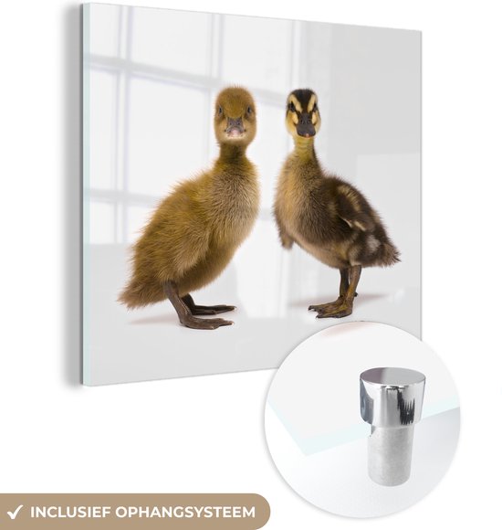 MuchoWow® Glasschilderij 20x20 cm - Schilderij acrylglas - Twee baby eenden die in de camera kijken - Foto op glas - Schilderijen