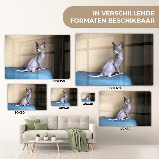 ® Glasschilderij 150x100 cm - Schilderij acrylglas - Een zittende Sphynx kitten - Foto op glas - Muurdecoratie woonkamer - Wanddecoratie slaapkamer - Schilderijen