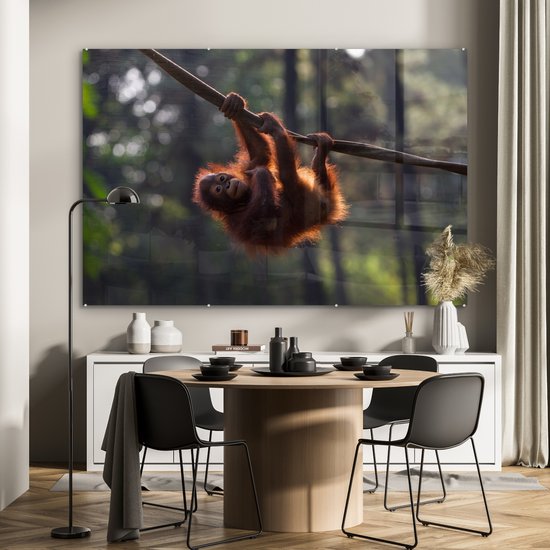 Tableau sur Verre - Jeune Orang-outan Suspendu à une Branche - 180x120 cm - Peintures sur Verre Peintures - Photo sur Glas