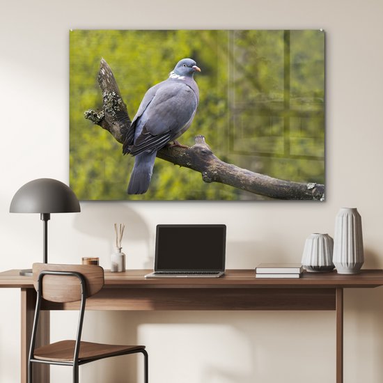 Photo d'un pigeon ramier dans un enclos animalier Plexiglas 90x60 cm - Tirage photo sur Glas (décoration murale plexiglas)
