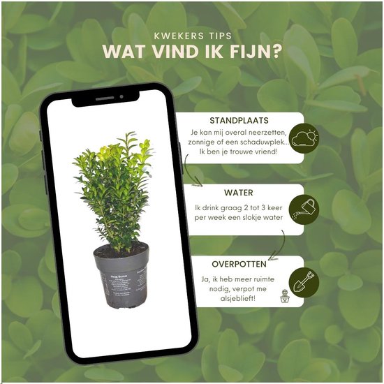 Groene buxusplant in pot op een telefoon met tips voor standplaats, water en verpotten.