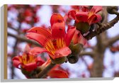 Hout - Rode Bloeiende Bloemen aan Indische kapokboom - 60x40 cm - 9 mm dik - Foto op Hout (Met Ophangsysteem)
